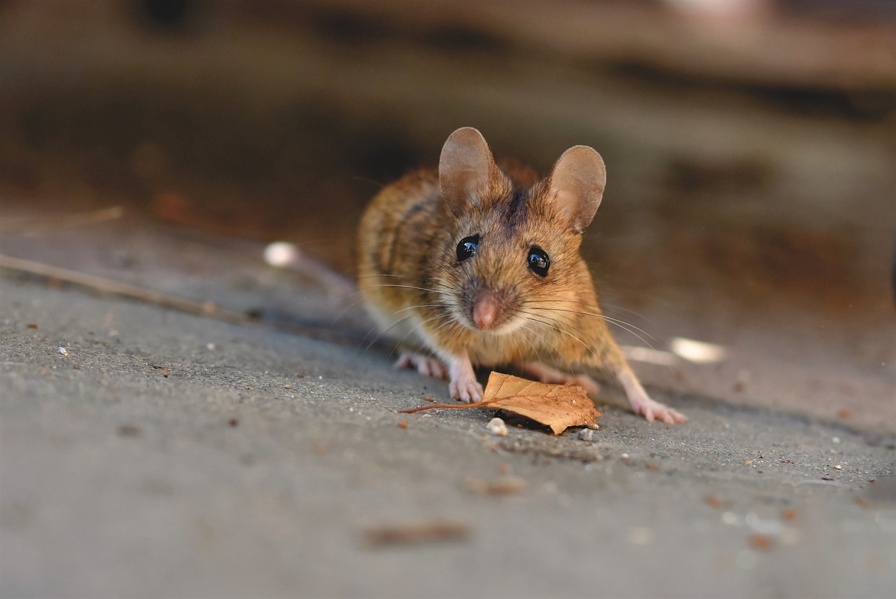 mice can damage evs